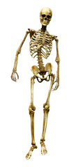 3D Rendering Human Skeleton on White