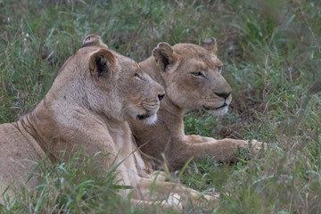 Lion in the grassland, Hlane national park, Swaziland