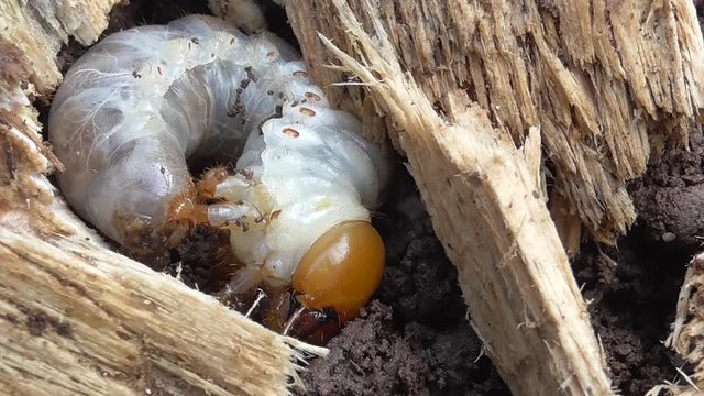 Hirschk&auml;fer (Lucanus cervus), Larve in der Erde