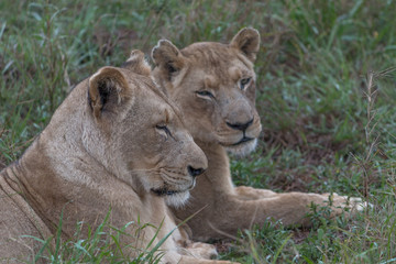 Fototapeta na wymiar Lion in the grassland, Hlane national park, Swaziland