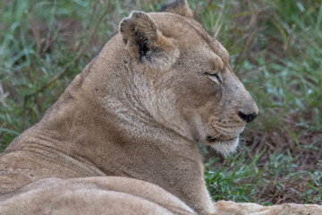 Lion in the grassland, Hlane national park, Swaziland