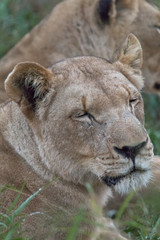 Lion in the grassland, Hlane national park, Swaziland
