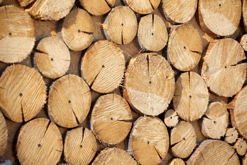 Tree saw cut Beautiful natural natural background with texture