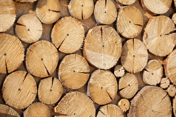 Tree saw cut Beautiful natural natural background with texture