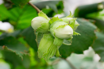 Close-up of spring green bunch of filbert hazel nuts among leaves of tree