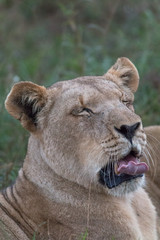 Lion in the grassland, Hlane national park, Swaziland