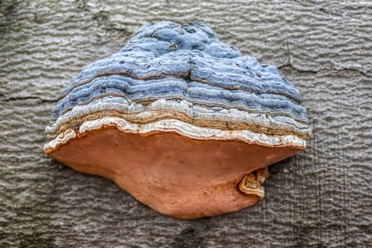Nahaufnahme eines Zunderschwamm Fomes fomentarius Baumpilz