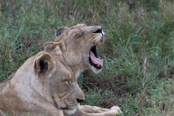Lion in the grassland, Hlane national park, Swaziland