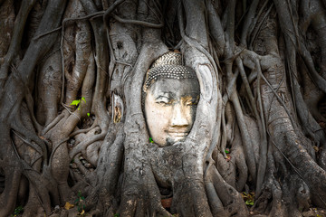 Buddha head embedded in a Banyan tree at Wat Phra Mahatat, Ayutthaya, Thailand, Asia