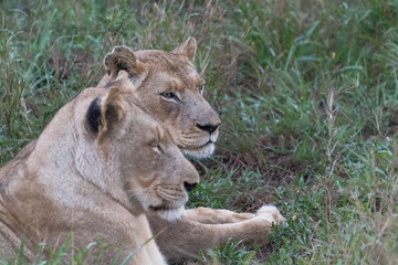 Obraz na płótnie Canvas Lion in the grassland, Hlane national park, Swaziland