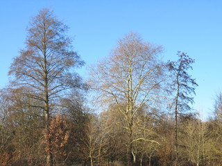 Trees in the woods 21