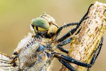 The dragonfly is littered with dew drops on reed with blurred backgrounds. Macro shot.