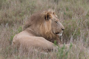 Lion in the grassland, Hlane national park, Swaziland