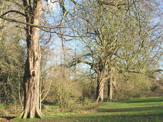 Fototapeta premium Trees in the woods 23