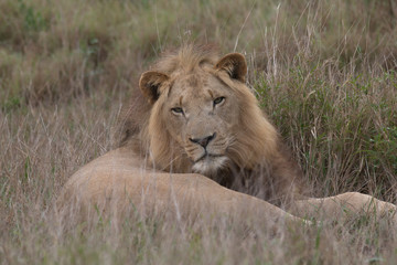 Lion in the grassland, Hlane national park, Swaziland