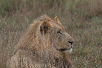 Naklejka na ściany i meble Lion in the grassland, Hlane national park, Swaziland