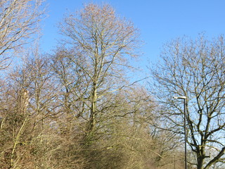 Trees in the woods 24