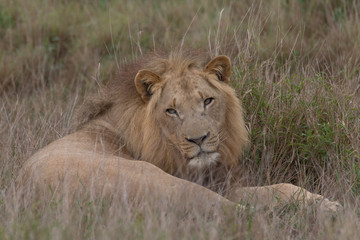 Lion in the grassland, Hlane national park, Swaziland