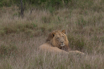 Lion in the grassland, Hlane national park, Swaziland