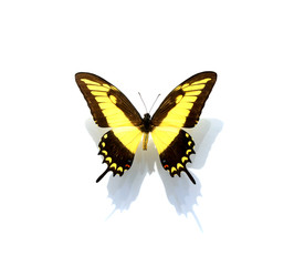 beautiful butterflies in the white background