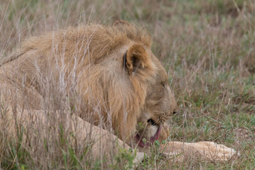Lion in the grassland, Hlane national park, Swaziland