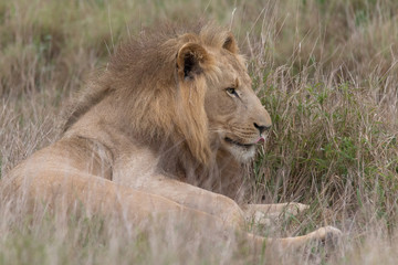 Lion in the grassland, Hlane national park, Swaziland