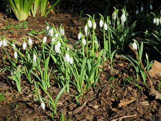 Snowdrops 1