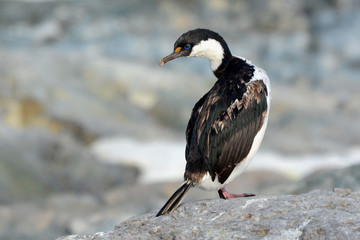 Kormoran