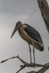 Marabou Stork in the tree, Hlane national park, Swaziland