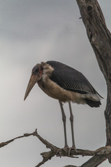 Marabou Stork in the tree, Hlane national park, Swaziland
