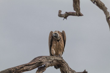 White backed vulture, Hlane national park, Swaziland