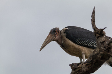 Marabou Stork in the tree, Hlane national park, Swaziland