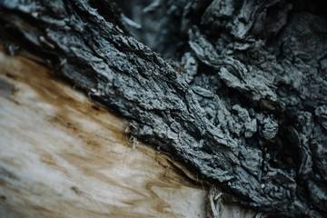 Uprooted big tree with roots on the ground