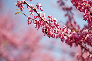 Cherry blossom tree branch