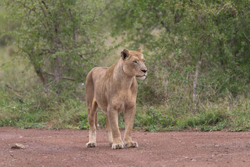 Lion in the grassland, Hlane national park, Swaziland