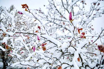 Magnolia tree covered in snow