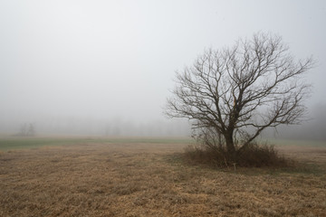 Tree in the foggy landscape