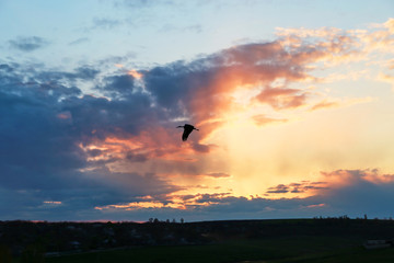 Gull flying at sunset above the field