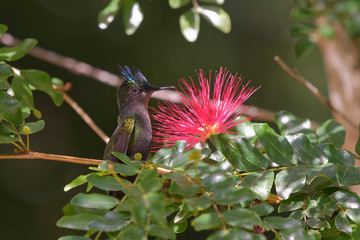 Colibri huppé © Patrick