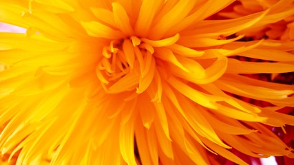 Beautiful bright yellow chrysanthemum flower close up