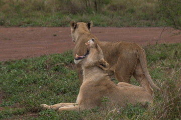 Lion in the grassland, Hlane national park, Swaziland