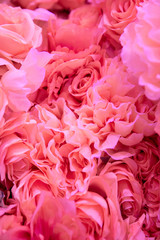 Soft coral pink color Roses Background