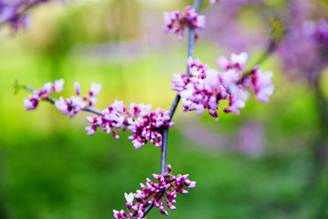 Obraz premium Tree branches in blossom in the spring time