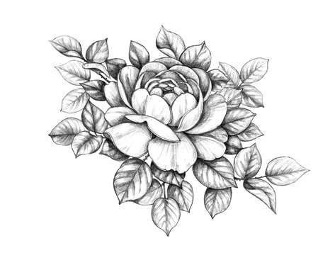 Hand drawn Rose Branch with Leaves