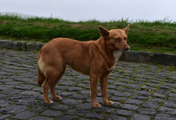 Adorable Red Mixed Breed Dog with His Eyes Closed