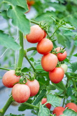 Organic tomatoes in farm