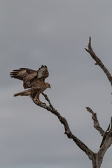 Common buzzard, Hlane national park, Swaziland