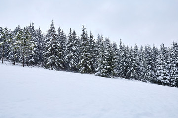 Spring forest covered in snow