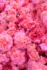 Soft coral pink color Roses Background