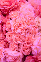 Soft coral pink color Roses Background